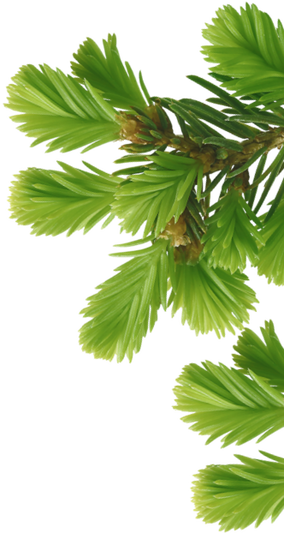 Zwei Nahaufnahmen von frischen, hellgrünen Trieben eines Nadelbaums, vermutlich einer Lärche, mit weichen, fächerförmig angeordneten Nadeln vor transparentem Hintergrund.