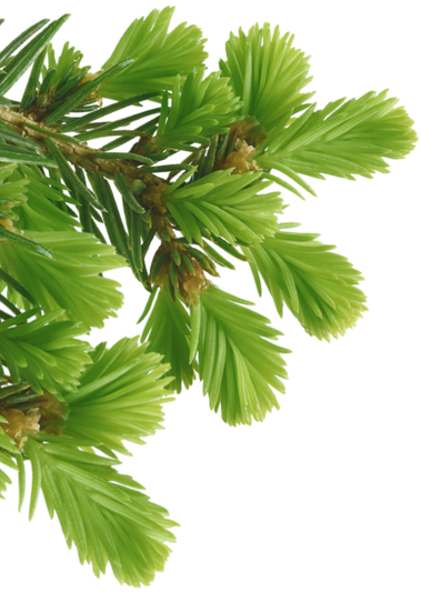 Zwei Nahaufnahmen von frischen, hellgrünen Trieben eines Nadelbaums, vermutlich einer Lärche, mit weichen, fächerförmig angeordneten Nadeln vor transparentem Hintergrund.